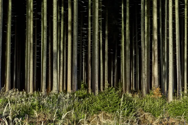 Tmavě černý les — Stock fotografie