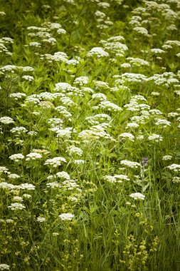 Cow Parsley clipart