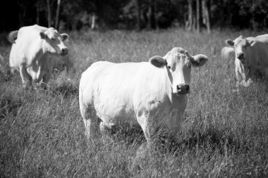 la vaca en un campo