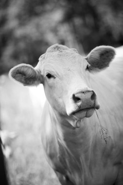 la vaca en un campo