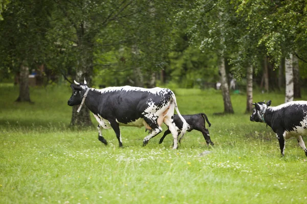 Zwarte koeien — Stockfoto