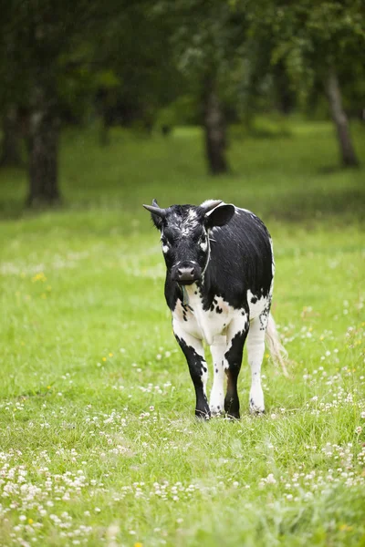Black cow — Stock Photo, Image