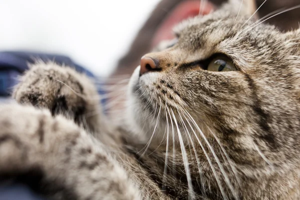 Cat close-up — Stockfoto