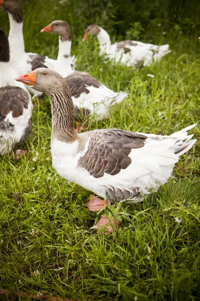 Domowych kaczek — Zdjęcie stockowe