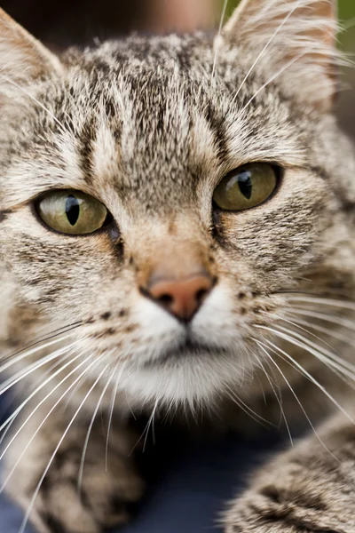 Cat close-up — Stockfoto