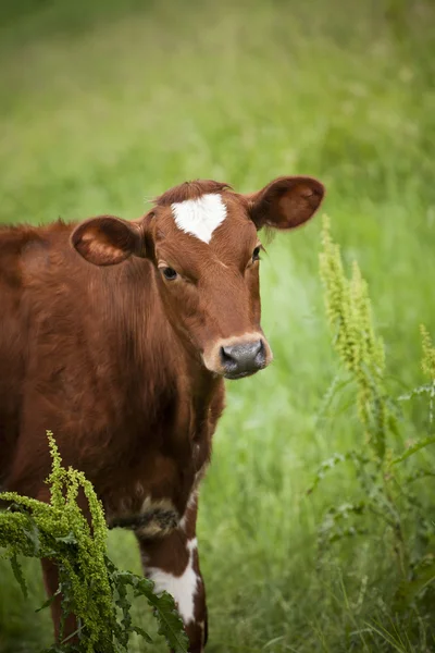 Red cow — Stock Photo, Image
