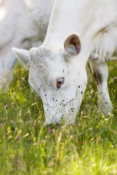 White Cow — Stock Photo, Image