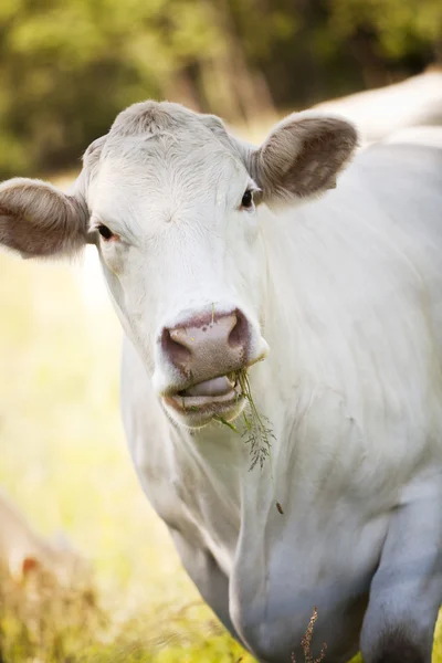 Vaca blanca —  Fotos de Stock