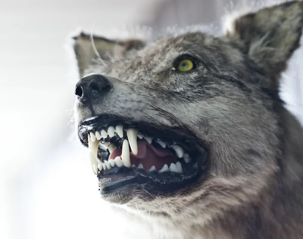 Zły wilk — Zdjęcie stockowe