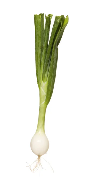 Spring Onion — Stock Photo, Image