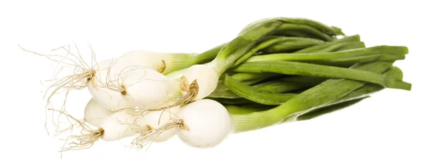 Spring Onion — Stock Photo, Image