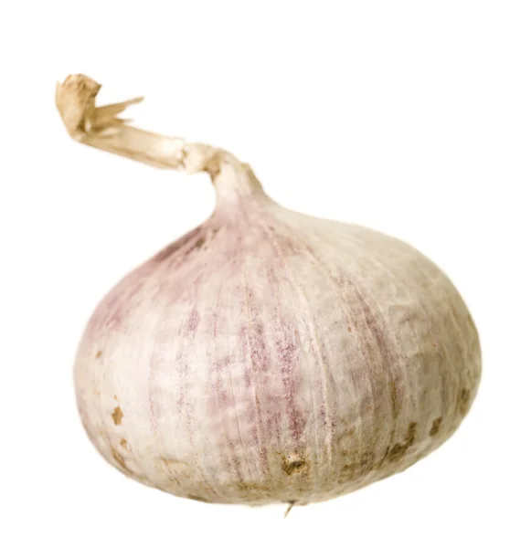 Single Garlic — Stock Photo, Image