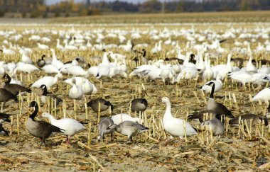 Canadian and snow geese in cut corn field clipart