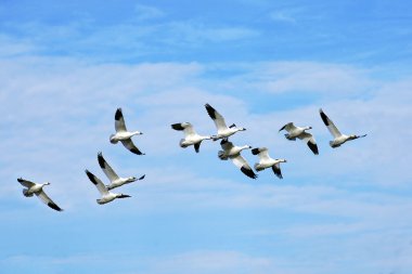 Beautiful snow geese in flight clipart