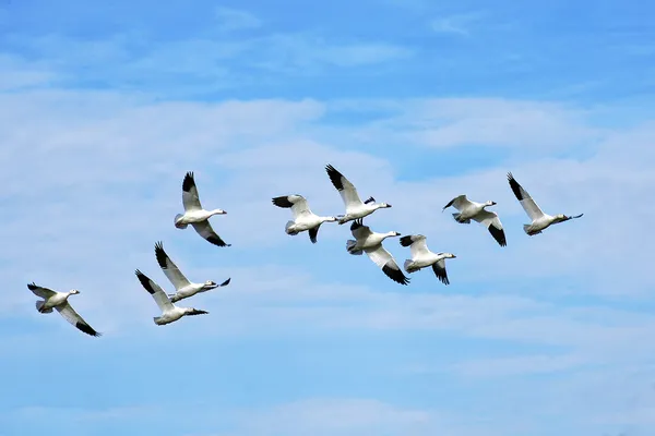Hermosos gansos de nieve en vuelo —  Fotos de Stock
