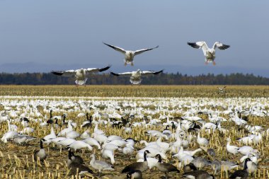 Snow geese landing clipart