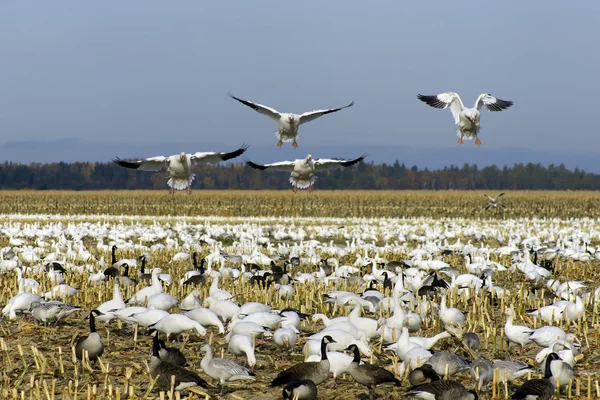 Aterragem de gansos da neve — Fotografia de Stock