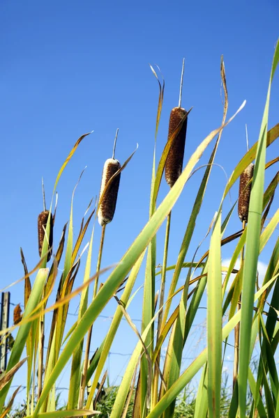 Cattails and sky vertical — Stock Photo, Image