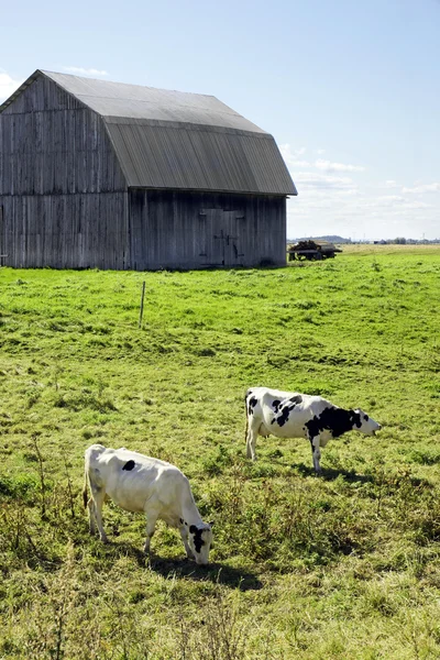 Krávy v poli s stodola — Stock fotografie