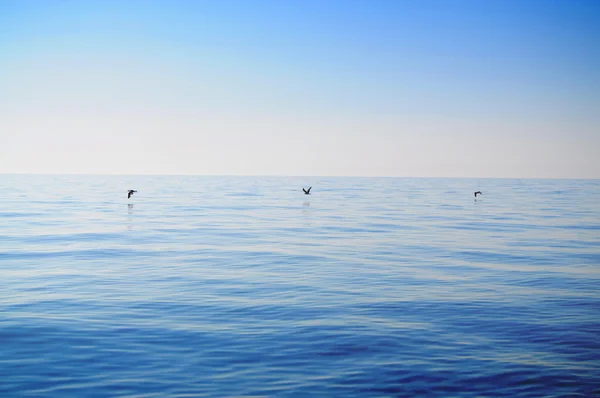 Trois oiseaux survolant une mer calme et un ciel sans clowns — Photo