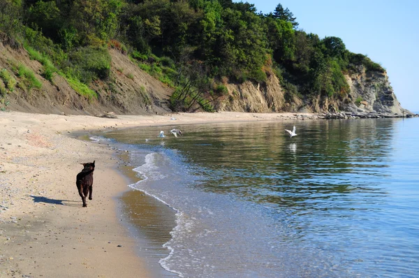 Brun labrador körs på stranden — Stockfoto