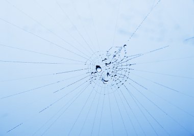 Shiny dewdrops on a cobweb clipart
