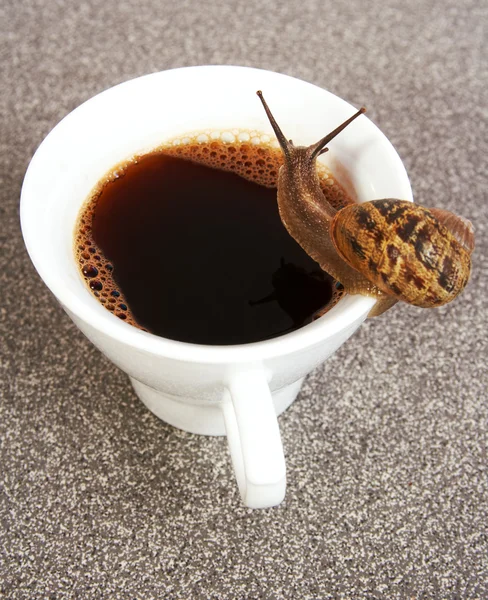 stock image Thirsty snail