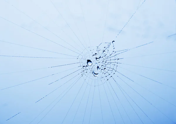 Λαμπερό σταλαματιές σε ένα ιστός αράχνης — Φωτογραφία Αρχείου