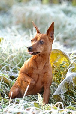 Kırmızı minyatür pinscher