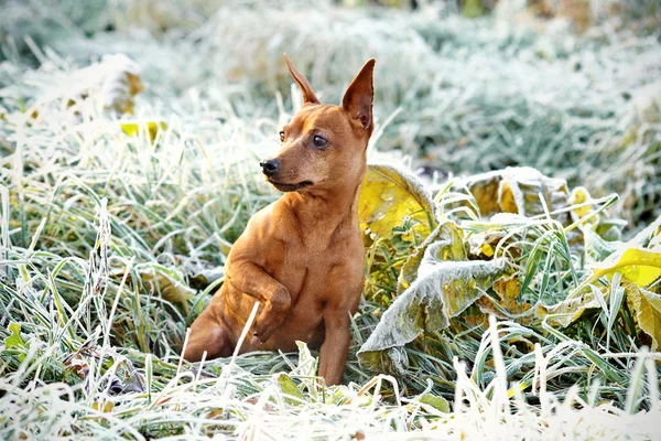 Stock image Red Miniature Pinscher