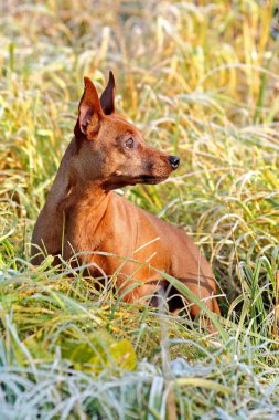 Kırmızı minyatür pinscher