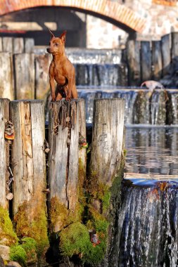 Kırmızı minyatür pinscher