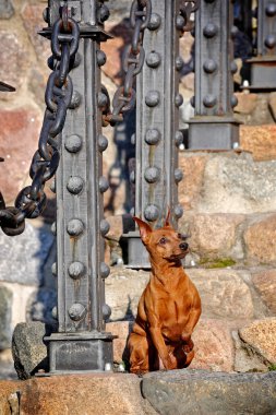 Kırmızı minyatür pinscher