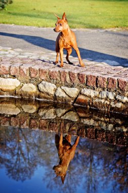 Kırmızı minyatür pinscher