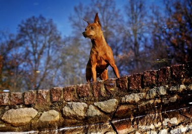 Kırmızı minyatür pinscher