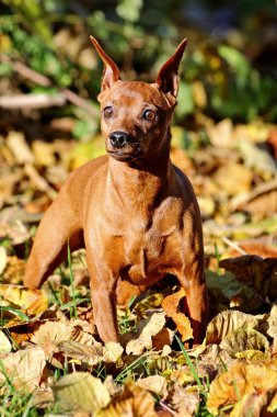 Kırmızı minyatür pinscher