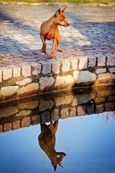 stock image Red Miniature Pinscher