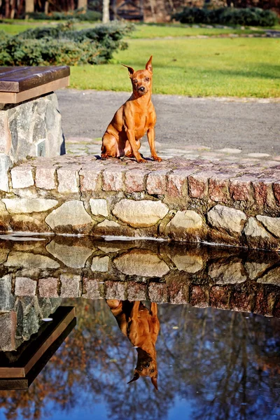 stock image Red Miniature Pinscher