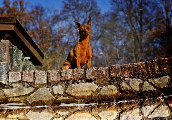 stock image Red Miniature Pinscher