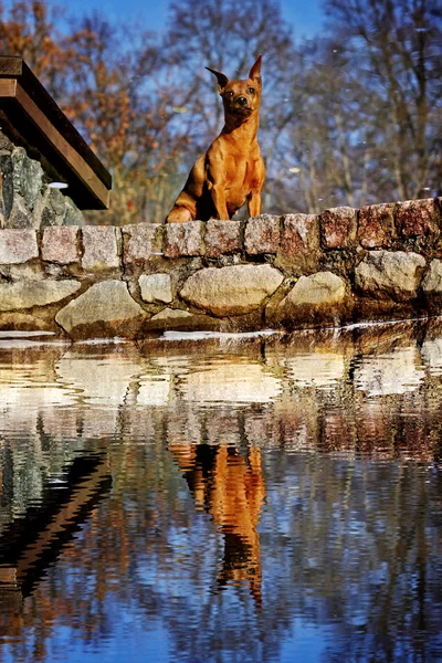 stock image Red Miniature Pinscher