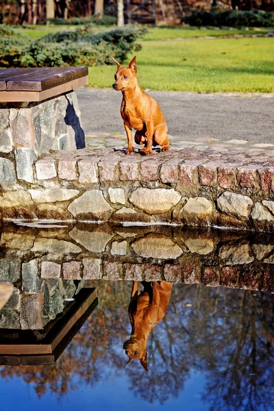 Stock image Red Miniature Pinscher