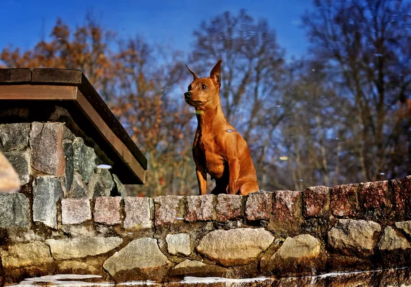 stock image Red Miniature Pinscher