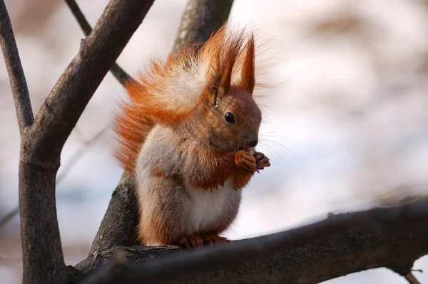 Sincaplar fındık ağacı yer.
