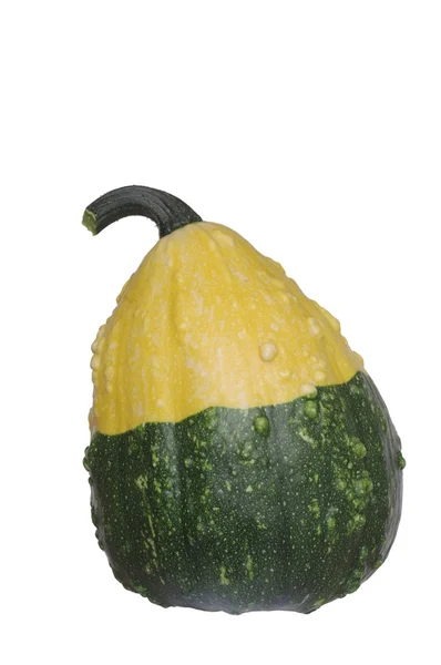 Pumpkin zielony żółty — Zdjęcie stockowe