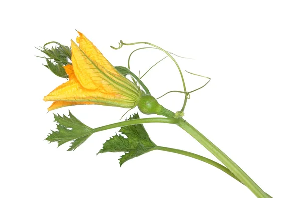 Dynia żółty kwiat — Zdjęcie stockowe
