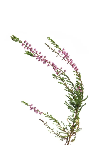 Heather's bloem — Stockfoto
