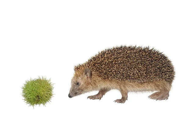 Chestnut and hedgehog — Stock Photo, Image