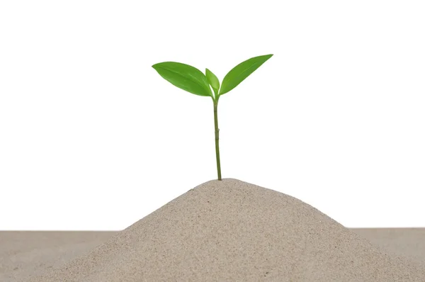 Plant in sand — Stock Photo, Image