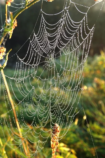 거미줄이 슬 — 스톡 사진