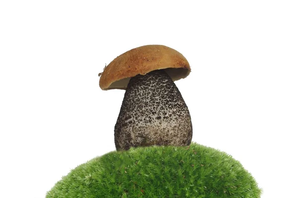 可食用的蘑菇 — 图库照片
